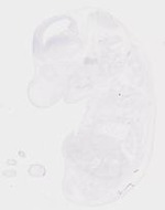EMAGE:20009