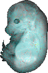 EMAGE:20010