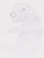 EMAGE:20010
