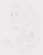 EMAGE:20010