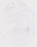 EMAGE:20010