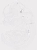 EMAGE:20010