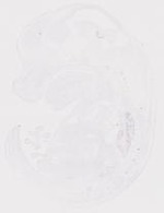 EMAGE:20010