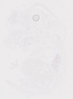 EMAGE:20010