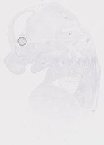 EMAGE:20010