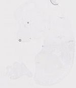EMAGE:20010