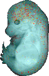 EMAGE:20027