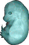 EMAGE:20041