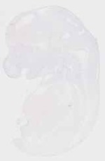 EMAGE:20041