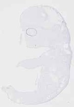 EMAGE:20041