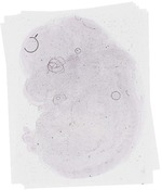EMAGE:20043