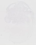 EMAGE:20054