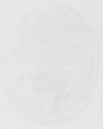 EMAGE:20054