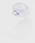 EMAGE:20057