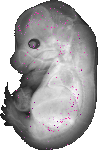 mouse atlas EMAGE spatial in situ gene expression database None