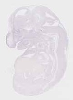 EMAGE:20073