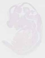 EMAGE:20073