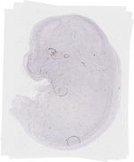 EMAGE:20073