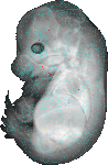 EMAGE:20074