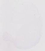EMAGE:20074