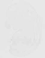 EMAGE:20074