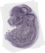 EMAGE:20082
