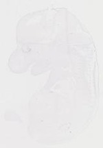 EMAGE:20088