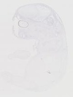 EMAGE:20089