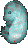 EMAGE:20090