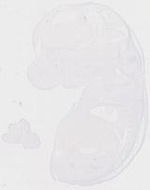 EMAGE:20090