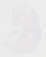 EMAGE:20090
