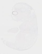 EMAGE:20090