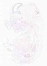 EMAGE:20094