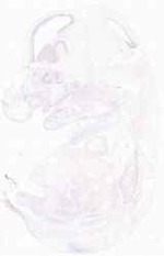 EMAGE:20094