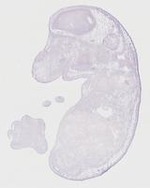 EMAGE:20120