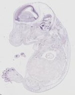 EMAGE:20127