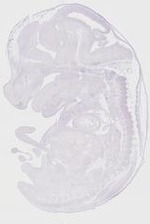 EMAGE:20131