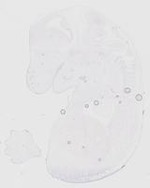 EMAGE:20132