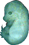EMAGE:20140