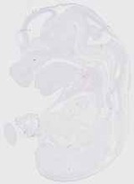 EMAGE:20143