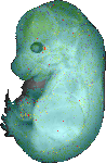 EMAGE:20146