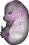 mouse atlas EMAGE spatial in situ gene expression database None