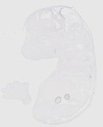 EMAGE:20163