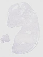 EMAGE:20163