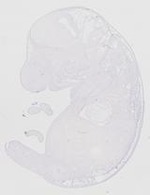 EMAGE:20163