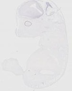 EMAGE:20164