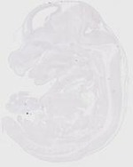 EMAGE:20167