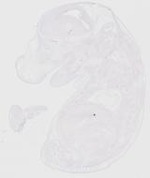 EMAGE:20167
