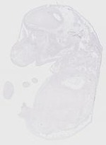 EMAGE:20167