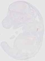 EMAGE:20169
